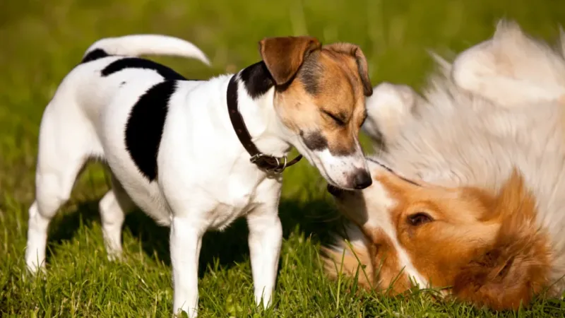 Encourage Gentle Socialization