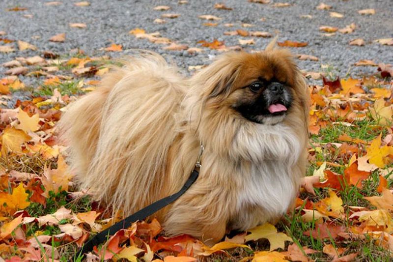 Pekingese: Imperial Guardian With Lion's Heart