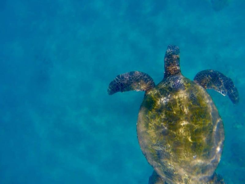 Community Involvement In Conservation