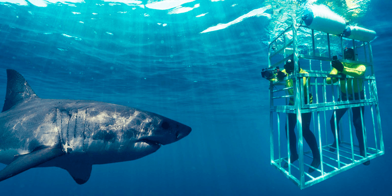 Shark Ecotourism Is Growing Worldwide