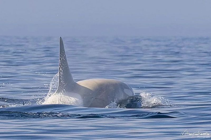 A Once In A Lifetime Sighting After Over A Decade Of Orca Photography