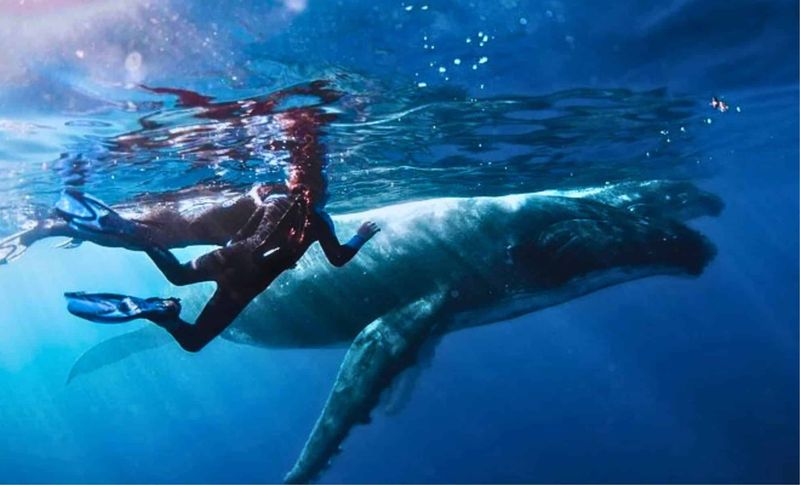 The Study Hints At A Deeper Whale-Human Connection Than We Knew