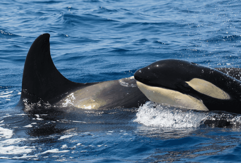Younger Orcas Are Copying Adult Behaviours