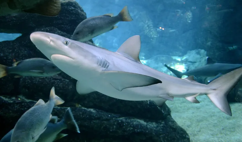 Blacktip Sharks Were The Focus Of The Study