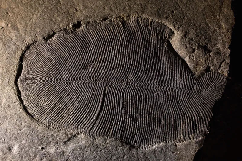 The Discovery Of The 558 Million-Year-Old Fossil