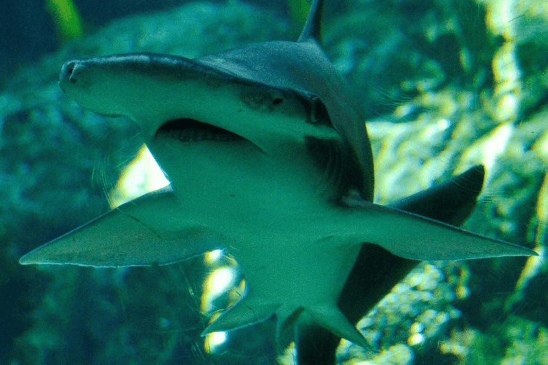 A Brand-New Species Unmasked In 2024