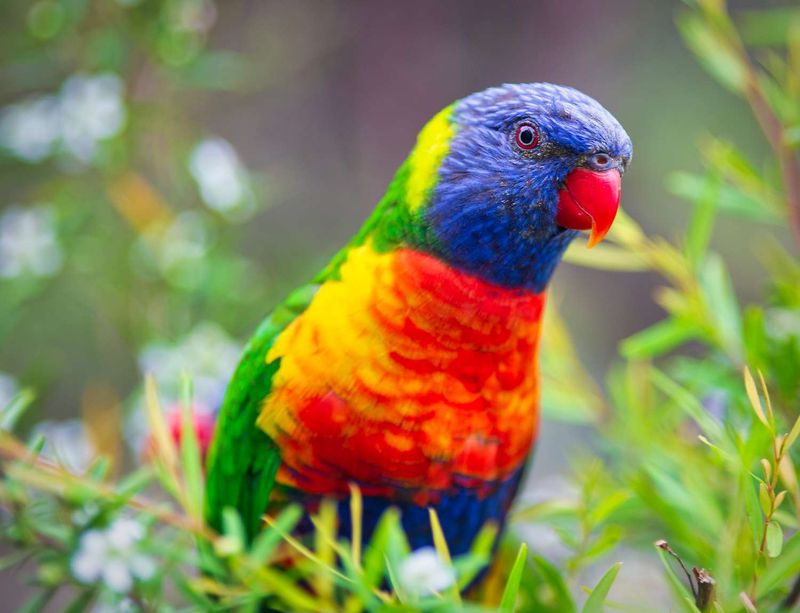 Birds Are The Most Diverse Land Vertebrates
