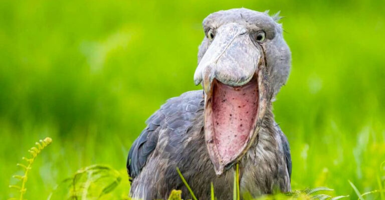 Scientists Mapped 11,000 Bird Species, And What They Found Is Astonishing