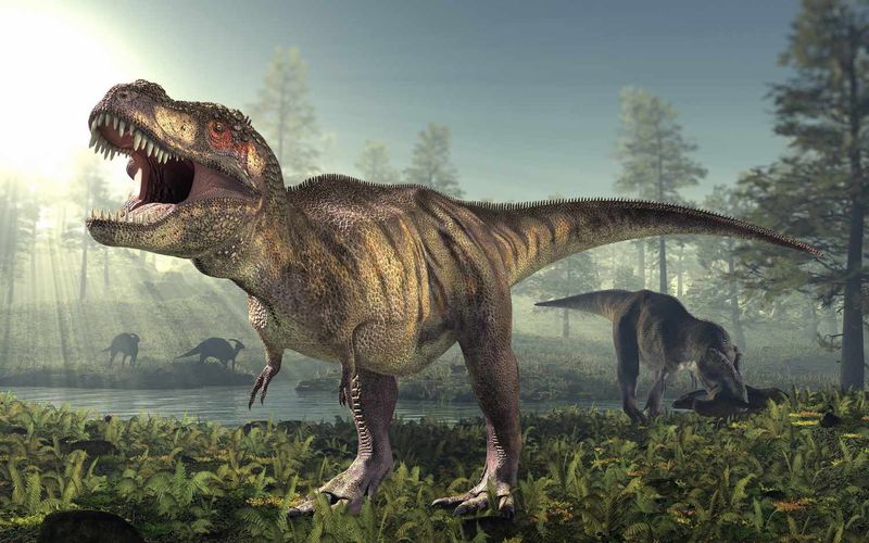 Where The Roar Idea Came From