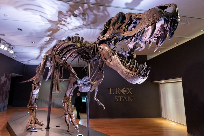 Paleontologists Debate Whether T. Rex Was Truly Native To North America