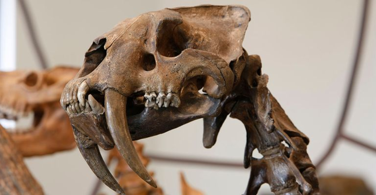 Scientists Reveal Why Saber-Toothed Tigers Weren’t Really Tigers