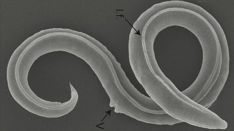 A Tiny Worm Survived 46,000 Years Trapped In Arctic Permafrost