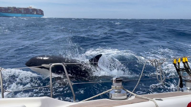 Orcas Have Sunk Multiple Boats In Recent Years