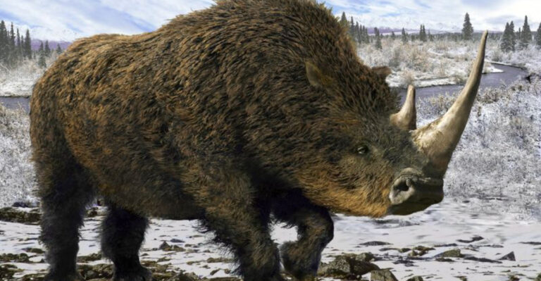 Scientists Unearth Perfectly Preserved Prehistoric Woolly Rhino