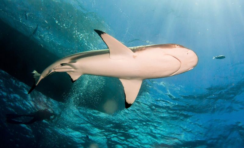 Sharks Have No Bones, But That's Their Superpower