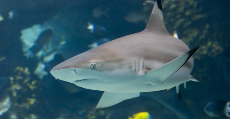 Scientists Unlock The Hidden Blueprint Behind Shark Skeleton Strength