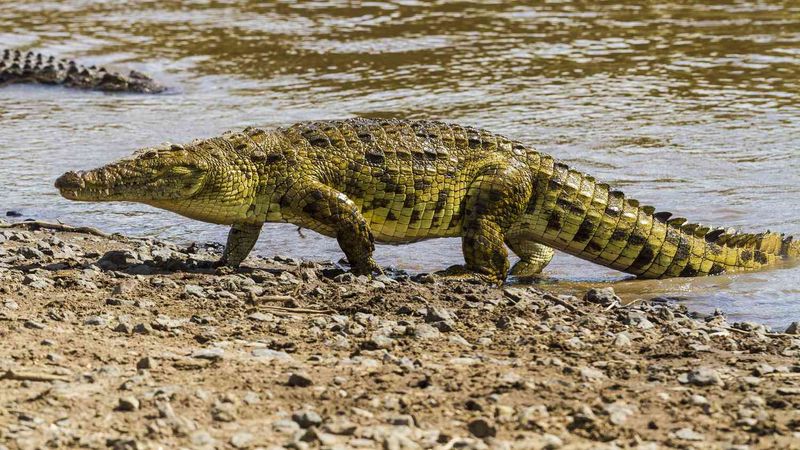 Crocodiles: From Bus-Sized To Still Impressively Large