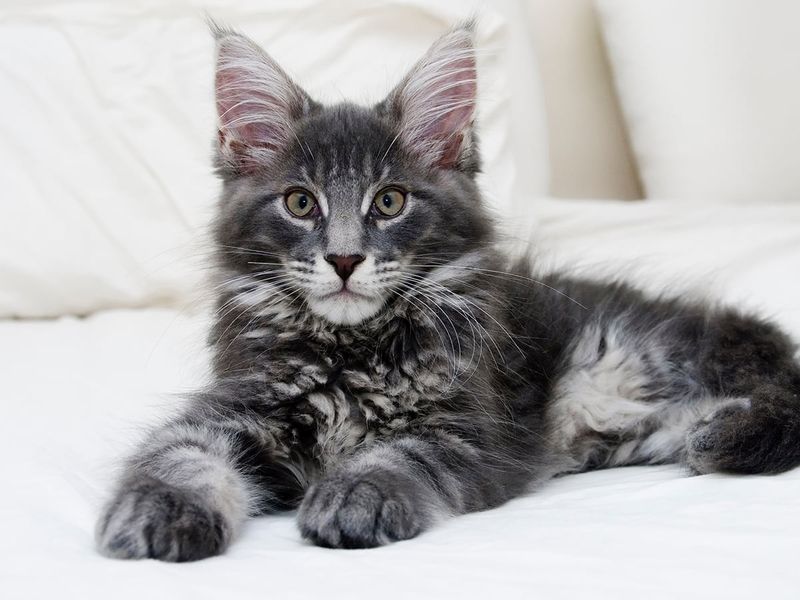 Maine Coon: Gentle Giants With Big Brains