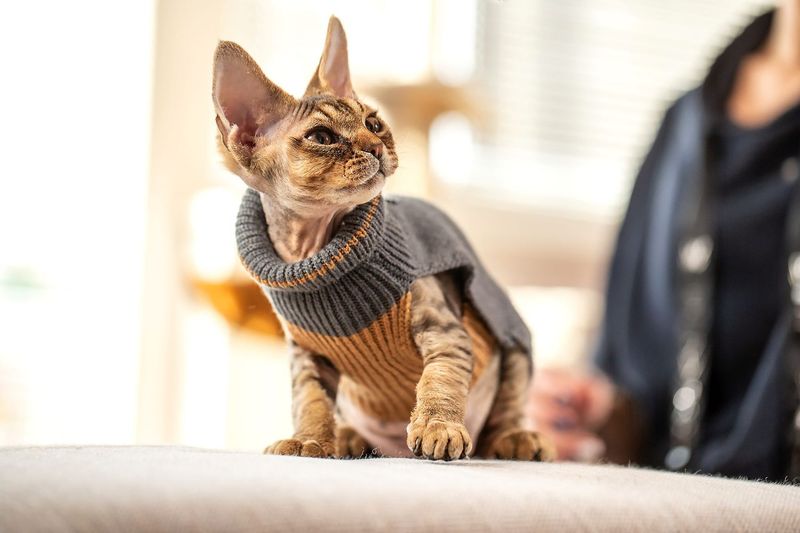 Devon Rex: The Impish Human-Addict