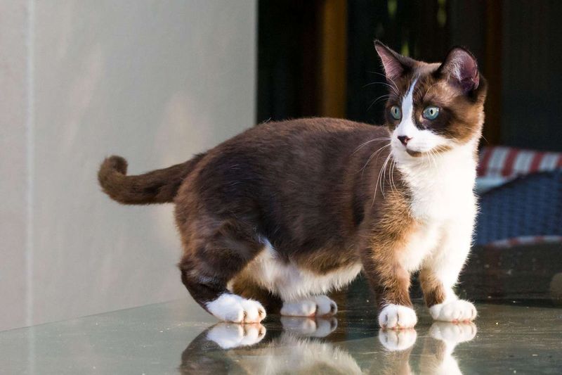 Munchkin: The Corgis Of The Cat World