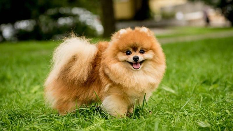 Pomeranians: Fluffy Balls Of Attitude