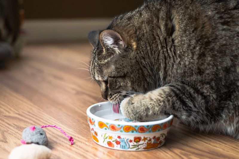 Knocking Over Water Bowls