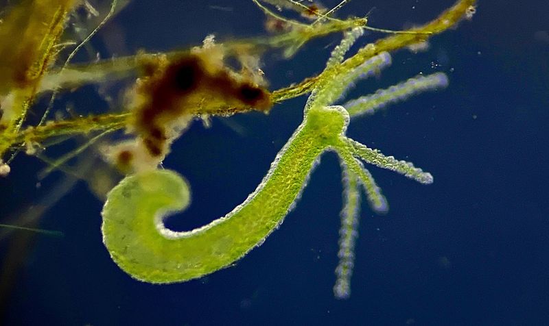 Hydra