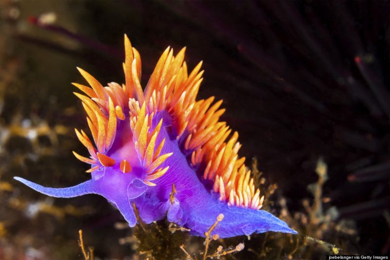 Nudibranch