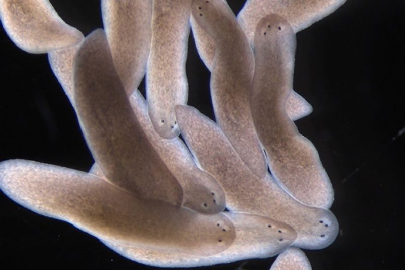 Flatworms