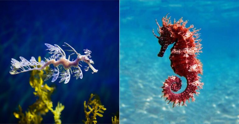 Sea Dragon Vs. Seahorse: Two Unique Creatures Compared