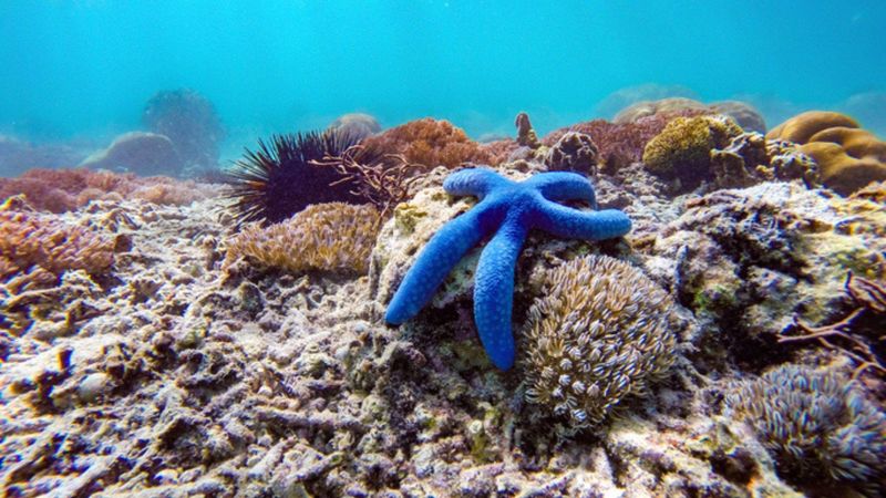 Starfish (Sea Star)