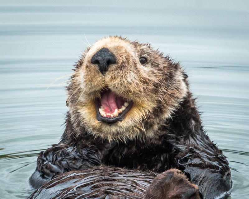 Otters' Teeth Reflect Their Feeding Habits