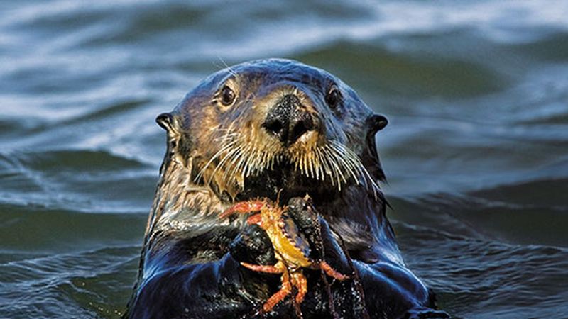Sea Otters In Popular Culture