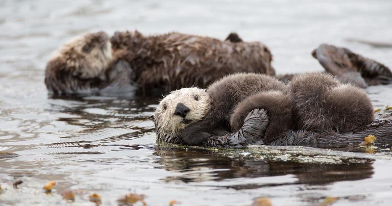 Sea Otters’ Role In Carbon Sequestration