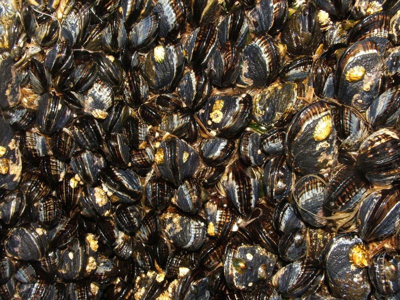 Shellfish Are The Mercury Carriers