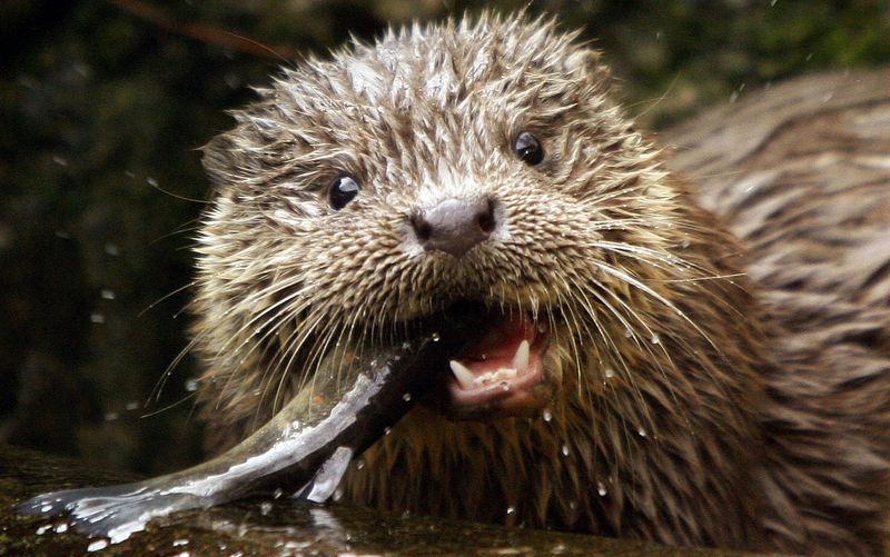 High Bite Force Relative To Size