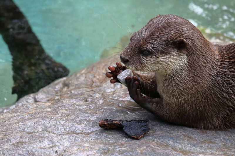 Sea Otters Have A Favorite Rock