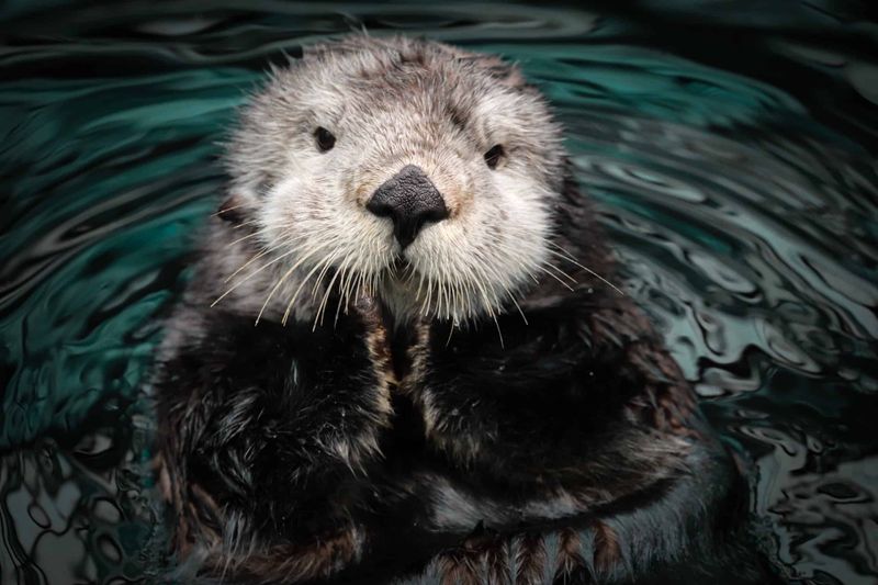 Threats From Fisheries And Bycatch