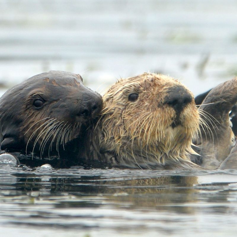 Sea Otters And Ocean Acidification