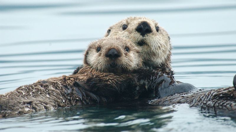 Sea Otters’ Role In Archaeology