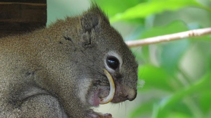 Cheek Pouch Relationship
