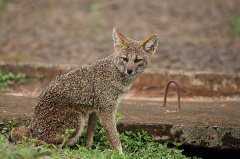 Hoary Fox (Lycalopex vetulus)