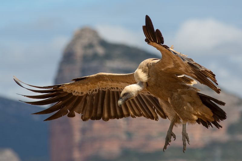 Vulture Species