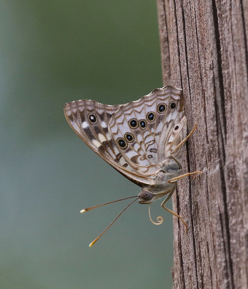 Underside Is Pale With Vivid Eyespots