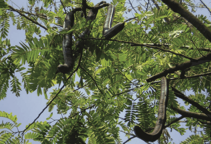 Their Extinction Ended Long-Distance Seed Travel