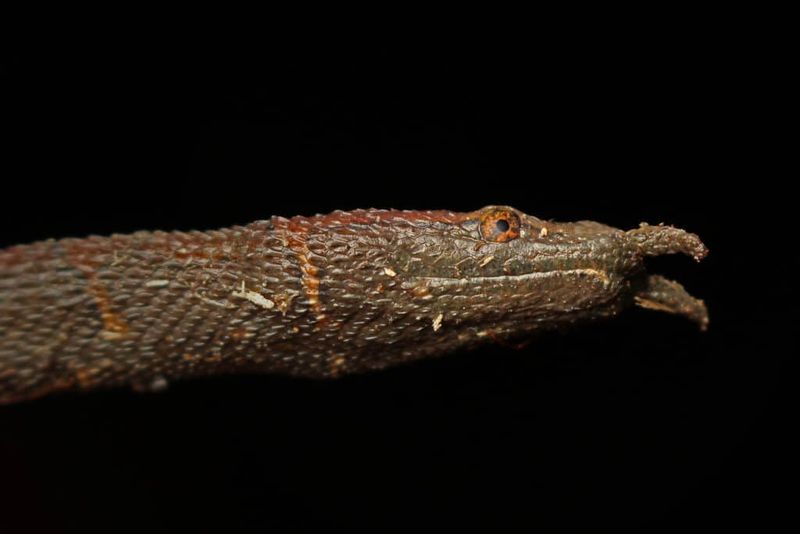 Evolutionary Mystery