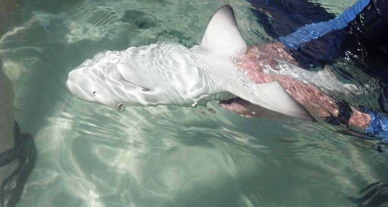 What Tonic Immobility In Sharks Really Tells Us About Evolutionary Leftovers