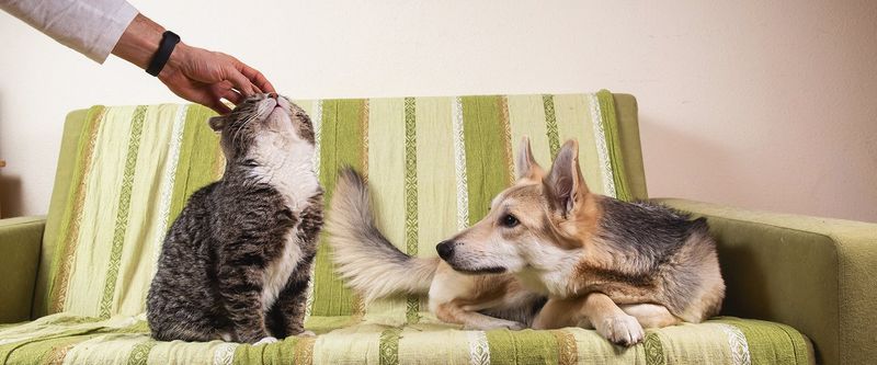 Jealousy Displays