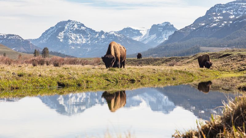 Yellowstone National Park, USA