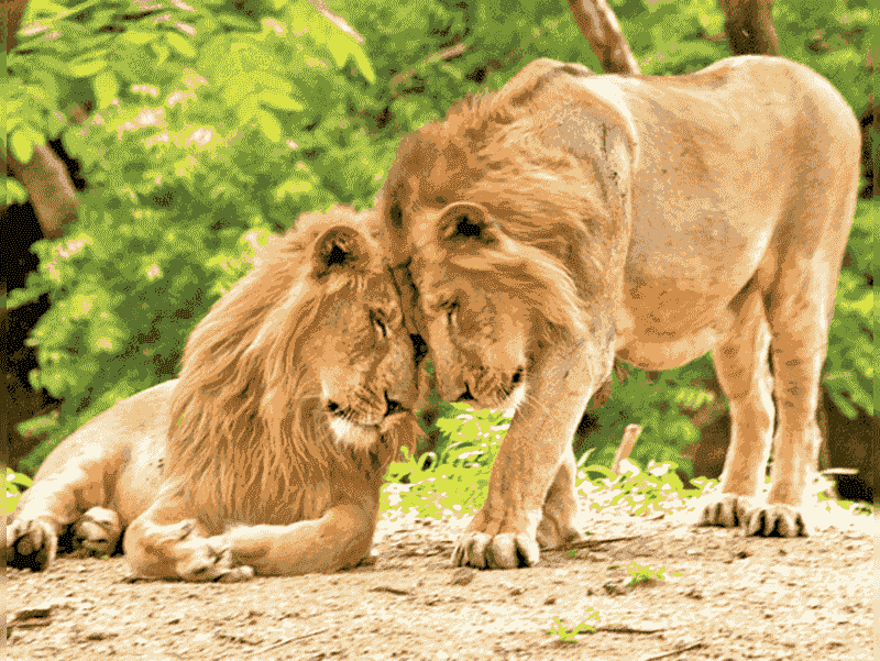 Asiatic Lion: India's Heat-Hardy Royal Cat